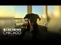Dog missing for days after escaping South Loop doggie daycare