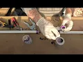 PVC Pipe Repair Using a Telescoping Coupling Quick Easy Fix Slip-Fix