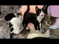 Your Charles County Feline Felons Cat Cafe