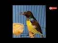Download Lagu Kolibri Manggar Gacor