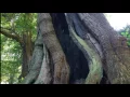 Download Lagu Tamuke | In memoriam | Traditional honkyoku