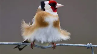 آموزش دهن سهره برای جوجه سهره بدون غلط 