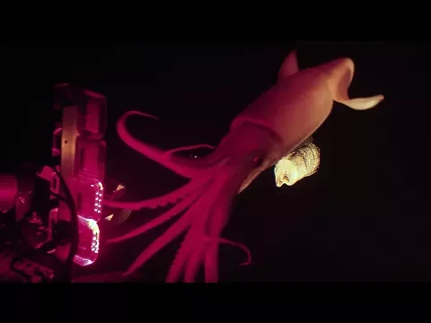 Download MP3 Jumbo squid caught on camera for Blue Planet II | Our Blue Planet | Earth Unplugged