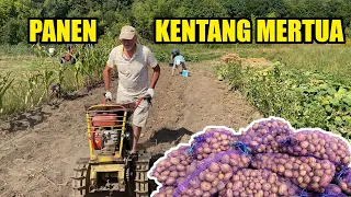 PANEN KENTANG TDAK SEBANYAK TAHU LALU ! MERTUA UKRAINA MASAK ENAK