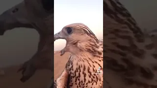 صوت صقر يثير الجدل 