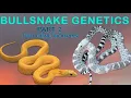 BULLSNAKE GENETICS Part 2 - Two Gene Morphs