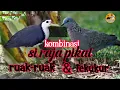 Lagu KOMBINASI SUARA PIKAT RUAK-RUAK DAN TEKUKUR