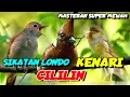 Lagu SIKATAN LONDO - CILILIN - KENARI | KOMBINASI MASTERAN SUPER MEWAH