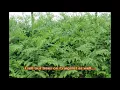 How We Use Craigslist at a Bucks County Tree Farm