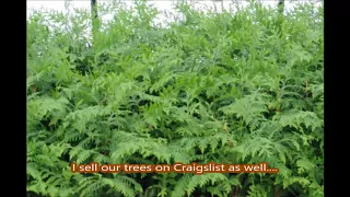 How We Use Craigslist at a Bucks County Tree Farm