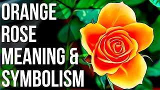 Orange Rose Meaning And Symbolism Rose Color Meaning