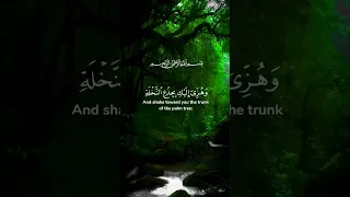 الا تحزني وهزي إليك  بجذع النخلة تساقط عليك  رطبا جنيا  قرآن  عبدالباسط عبدالصمد  حالات دندنها