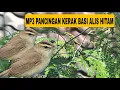 Download Lagu Pancingan Kerakbasi alis hitam untuk masteran‼️❗