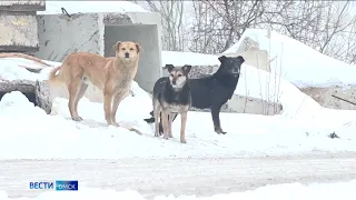 В Омске зафиксировано нападение бродячих собак на людей