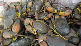 Bibit udang windu sulitnya hidup para wanita Sundarban untuk mencari : KEPITING :