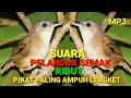 Download Lagu Suara Burung Pelanduk Semak Ribut Memanggil Lawan Langsung Nyambar Lengket