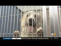 Suffolk County sheriff creates local database for missing pets