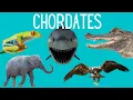 Main Classes of Chordates - Amphibians