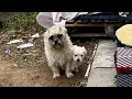 Download Lagu She Pushed Her Only Puppy Toward Me — A Stray Mother’s Desperate Act to Save Her Child