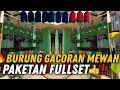 Download Lagu RUGI KALAU GAK JADI‼️ BURUNG GACORAN MEWAH DIJUAL PAKETAN FULLSET 🔥 SERIUS ADA UNTUNG?