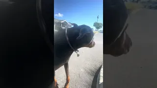 #Fyp #dream #pets #doberman