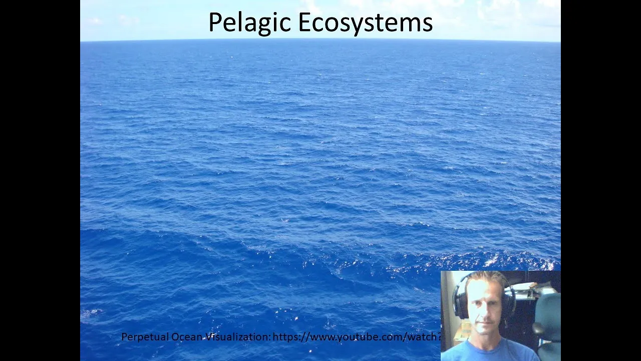 Marine Ecology Lecture: Pelagic Ecosystems
