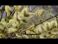 Download Lagu Сергей Грищук - Дыхание весны (Sergei Grischuk - The breath of spring)
