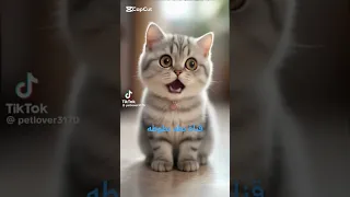 قطه تقول أبتي أبتي 