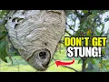 Easily Remove a Wasp Nest WITHOUT Getting Stung