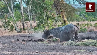 African Buffalo Cooling Off in a Mud Bath | Porini Rhino Camp Live Cam