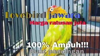 suara lovebird jawara 100 ampuh untuk master