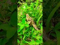 Download Lagu Burung cucak koreng A #shortsvideo #shorts #viral #subscribe #trending #bubupatiand