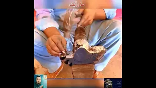                                               دندنها