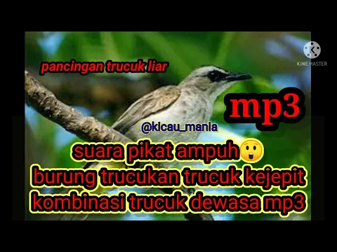suara pikat uhburung trucuk kejepit kombinasi trucuk dewasa mp3 liarburungtrucukan palingjitu