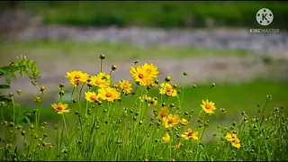 عفرينامن افينامن 