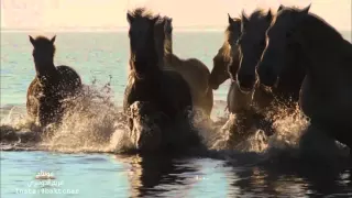 وقفت لعيون القبيلة أداء شبل الدواسر مونتاج مريم الدوسري 