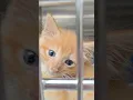 Cats and Kittens at Havelock Animal Control