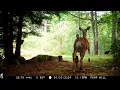 Bear attacks Deer