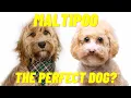 Maltipoo - The Maltese Toy Poodle Mix