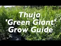 Growing Thuja Green Giants a Guide to Keep Your Arborvitae Healthy