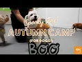Autumn Camp for dogs at Wag Hotels