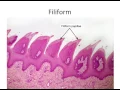 Histology - Taste Buds and Lingual Papillae