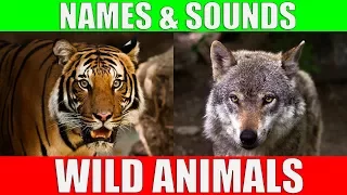 wild animals names and sounds for kids to learn learning wild animal names and sounds for children