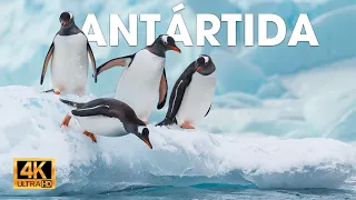ANTÁRTIDA - Vida Salvaje en el Fin del Mundo | Documentales completos