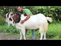 HEAVIEST GOAT OF JK GOAT FARM | DADDY 2018 COMING SOON