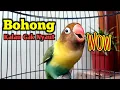 Download Lagu LB FIGHTER NGEKEK PANJANG MEMANGGIL PANCING EMOSI LAWAN, LOVEBIRD YANG DENGAR LANGSUNG NYAUT NGEKEK