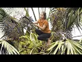 Download Lagu Harvesting 1000kg+ Palm Fruit from Tall Trees to Sell at the Market – Enjoy Boiled Palm Fruit | LISA