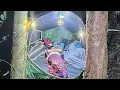 Download Lagu Camping hujan deras berburu tumbuhan hutan penuh duri yang dijadikan masakan yang menggugah selera