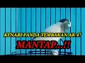 Lagu MASTERAN KENARI NEMBAK RAPAT