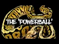 The Powerball Ball Python